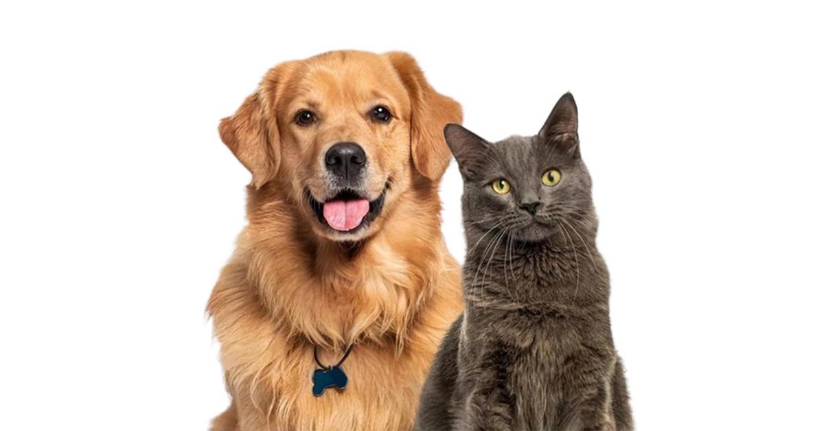 The Ultimate Guide to Pet Care: Tips for Happy and Healthy Pets